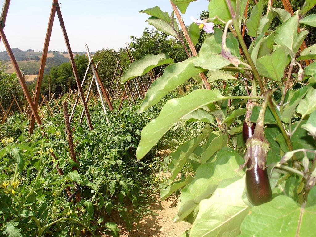 Agriturismo Ca' Isotta 카스텔로 디 세라발레 외부 사진