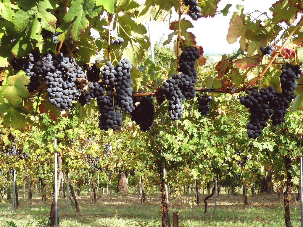 Agriturismo Ca' Isotta 카스텔로 디 세라발레 외부 사진
